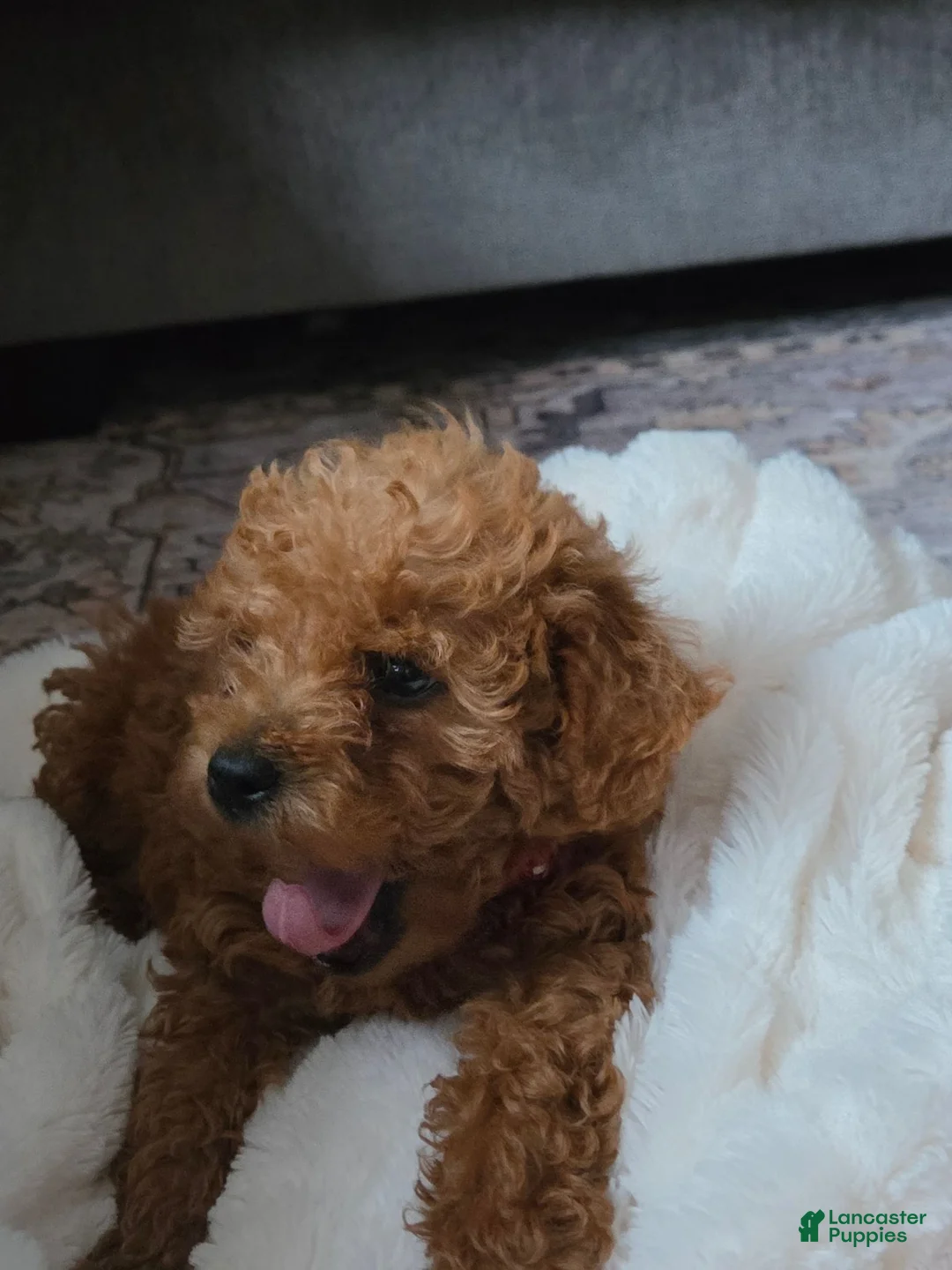 Mini Goldendoodle dogs for sale: Chase - Ad 2