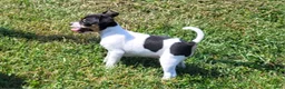 Rat Terrier dogs for sale: Tasha *Updated photos* - Ad 4