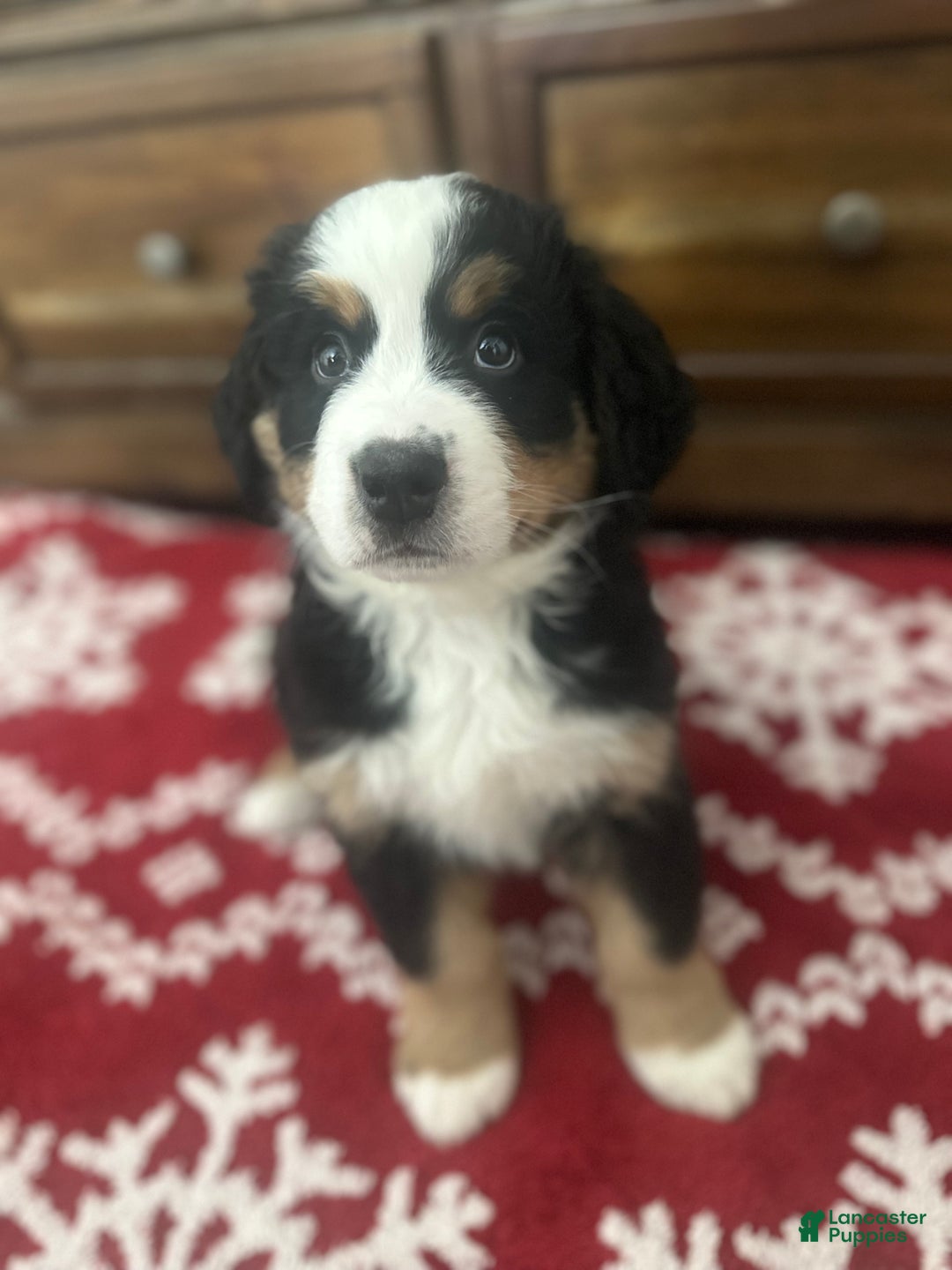 Bernese Mountain Dog dogs for sale: Buck - Ad 1