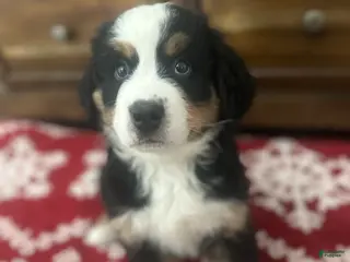 Bernese Mountain Dog dogs Buck - Ad 4