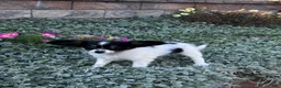 Papillon dogs for sale: Rachel - Ad 6