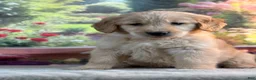 Golden Retriever dogs for sale: Neo - Ad 2