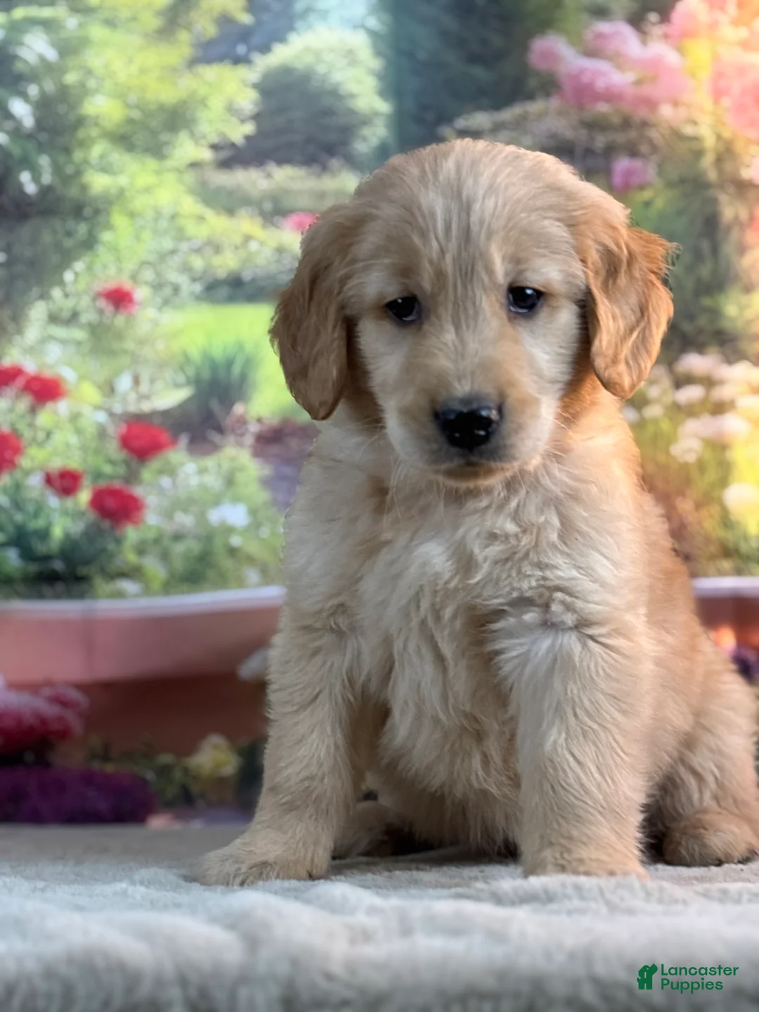 Golden Retriever dogs for sale: Neo - Ad 2