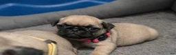 Pug dogs for sale: Piper - Ad 1