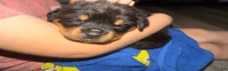 Rottweiler dogs for sale: Rottweiler Puppy 1 - Ad 1