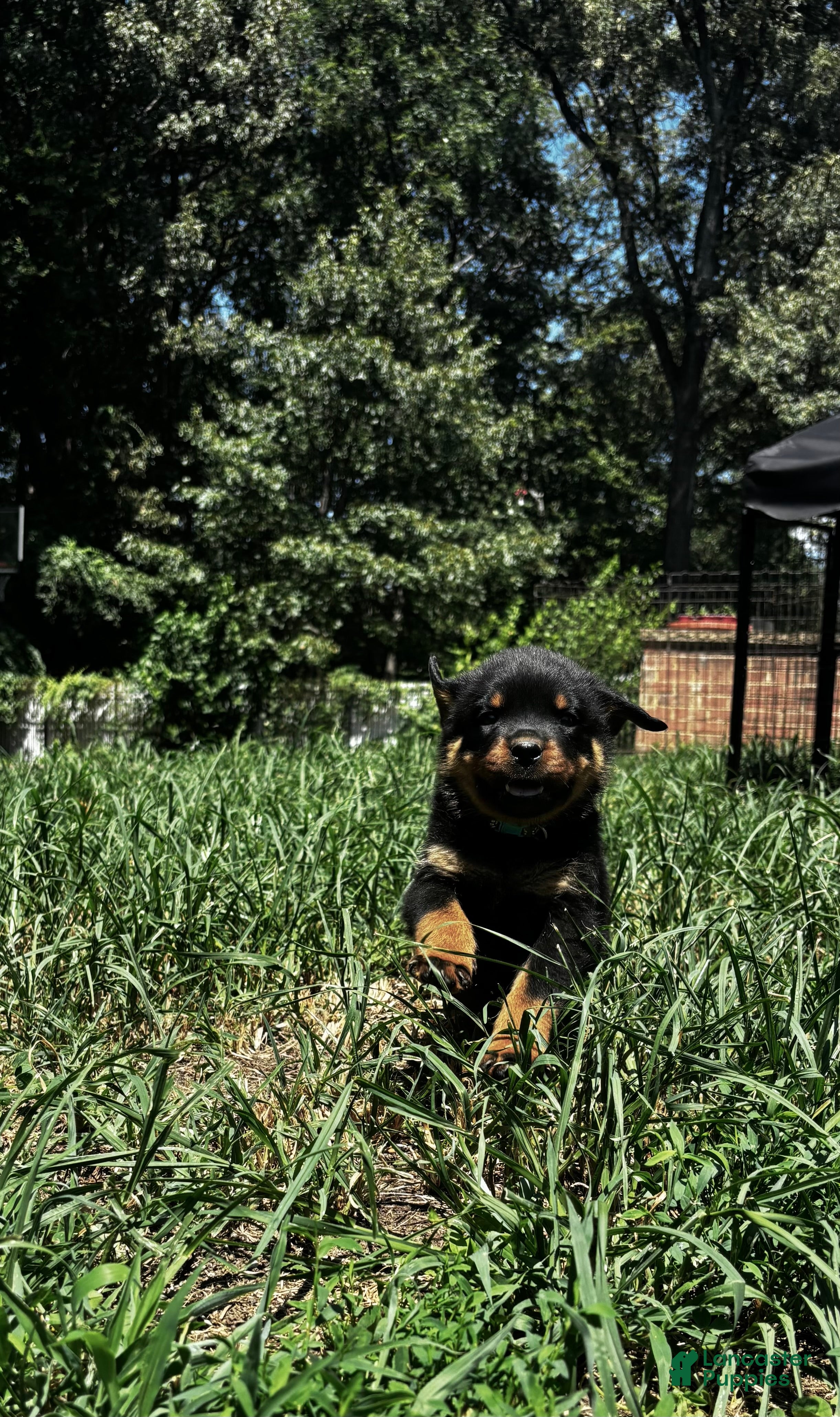 Rottweiler dogs Daisy - Ad 1
