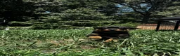 Rottweiler dogs for sale: Daisy - Ad 1