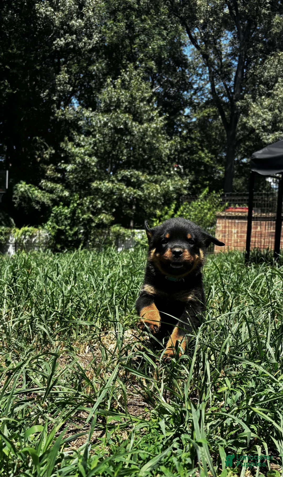 Rottweiler dogs for sale: Daisy - Ad 1