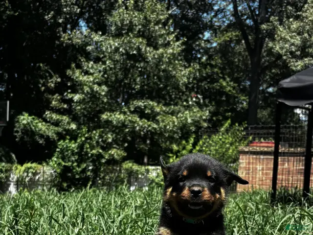 Rottweiler dogs for sale: Daisy - Ad 1