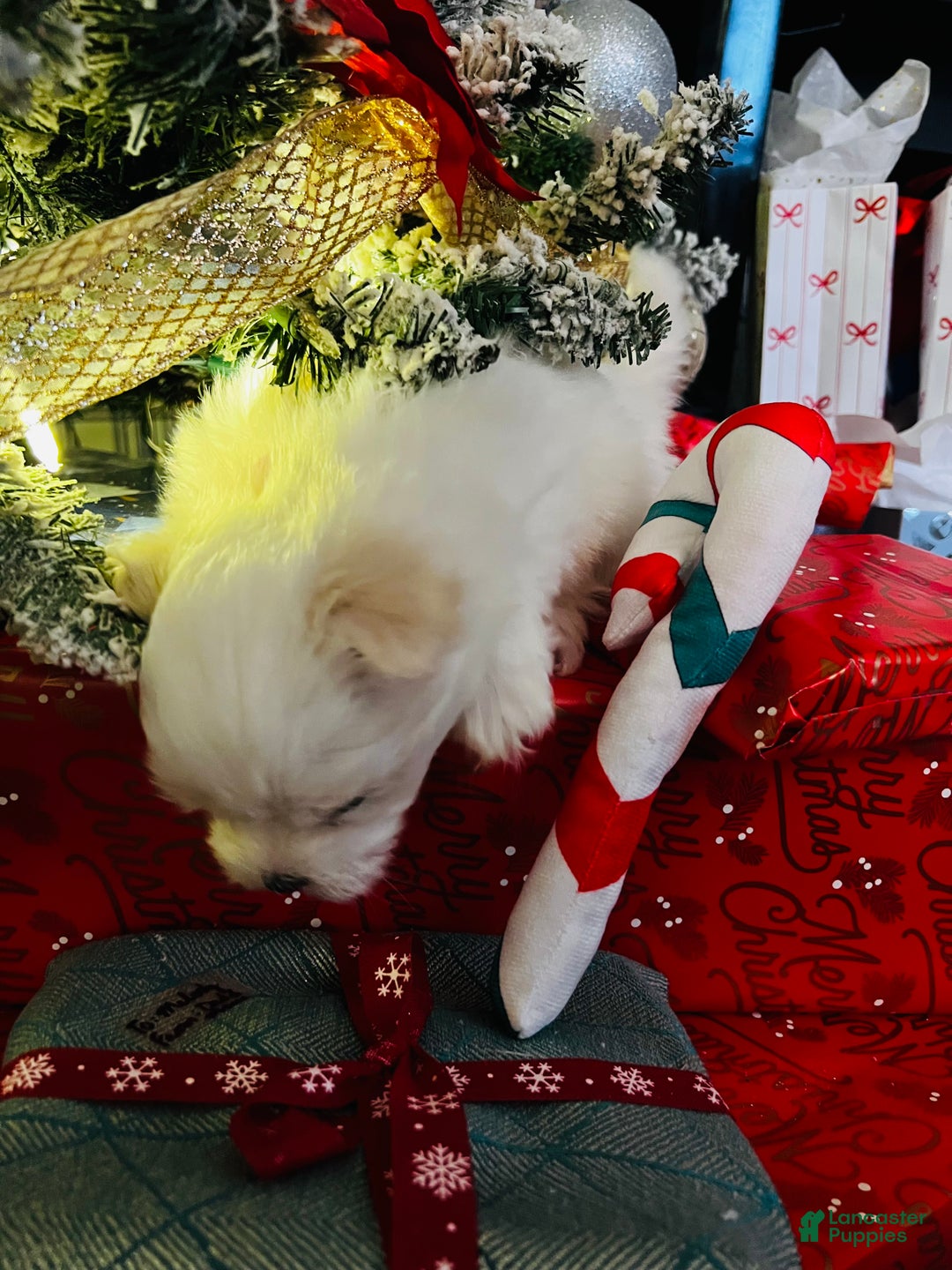 Maltese dogs for sale: Ribbons - Ad 23