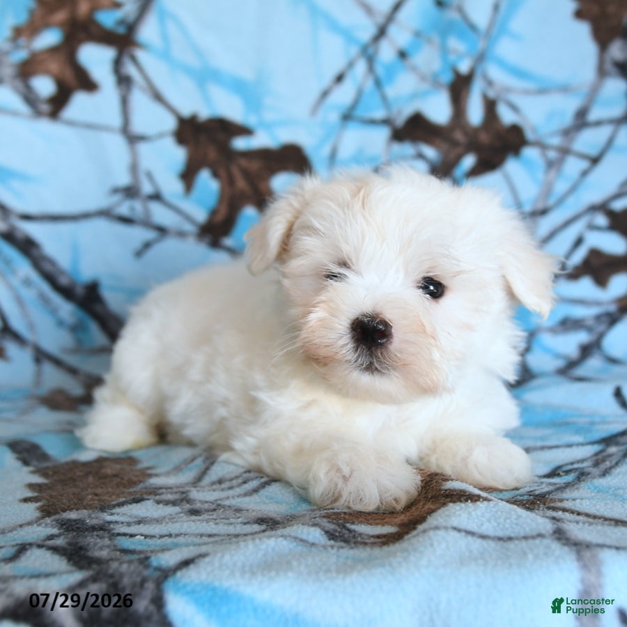 Maltese dogs Frost  - Ad 2