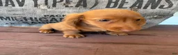 Miniature Dachshund dogs for sale: Toby - Ad 11