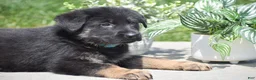 German Shepherd dogs for sale: Hunter - Ad 5