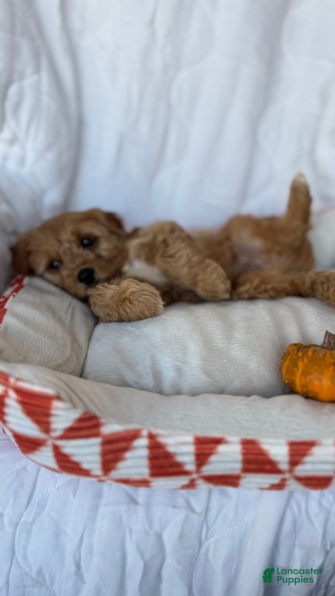 Cockapoo dogs for sale: Oliver – The “Emotional Support Bear” You’ll Fall in Love With 🧡🐾 - Ad 12
