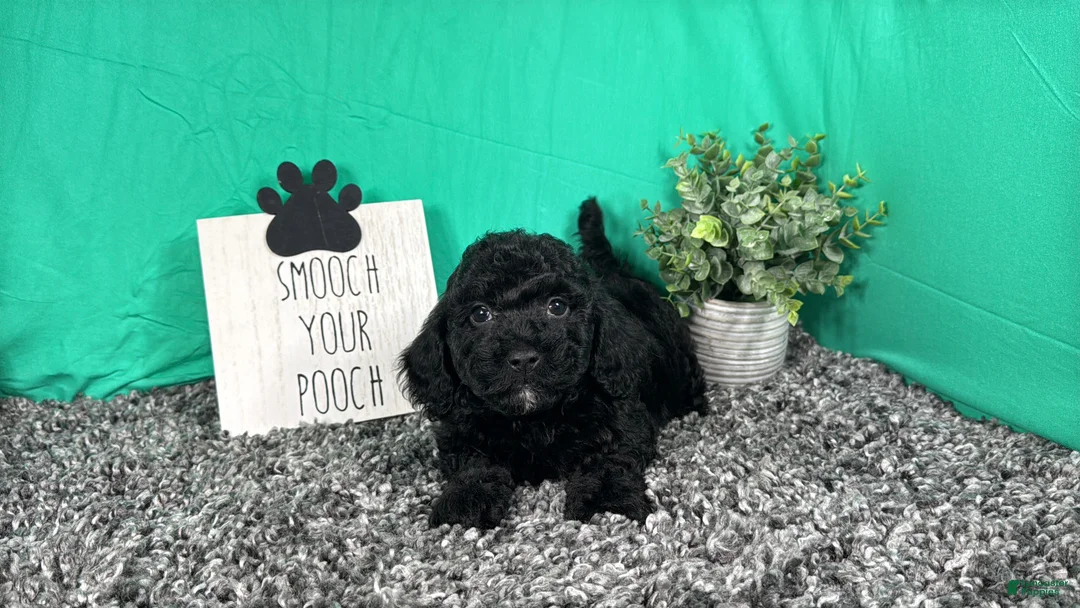 Miniature Poodle dogs for sale: Miniature Poodle 2 - Ad 1