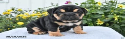 English Bulldog dogs for sale: Peggy - Ad 5
