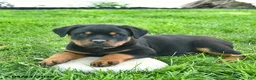 Rottweiler dogs for sale: Bruno  - Ad 3