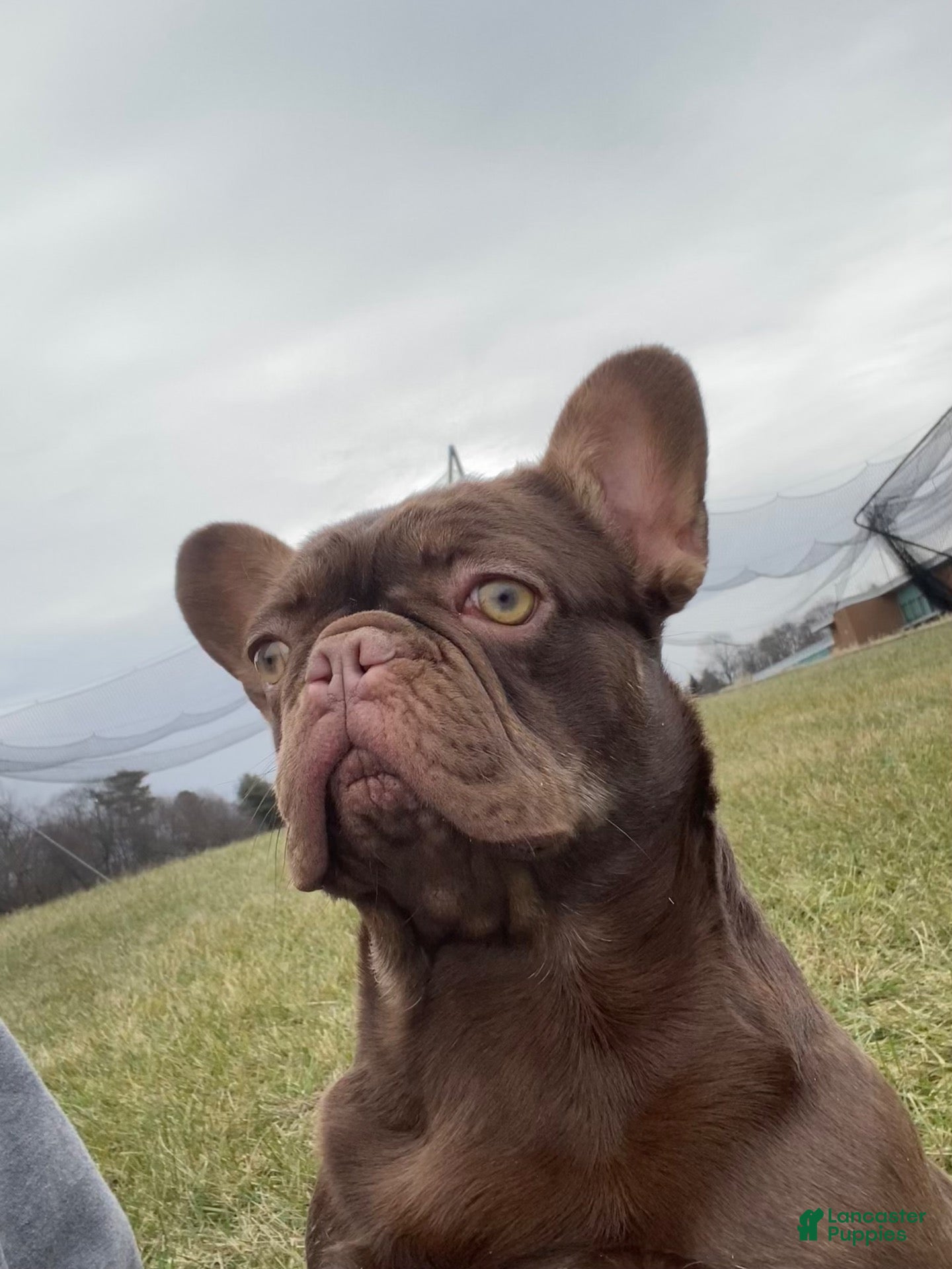 French Bulldog dogs for sale: French Bulldog  - Ad 3