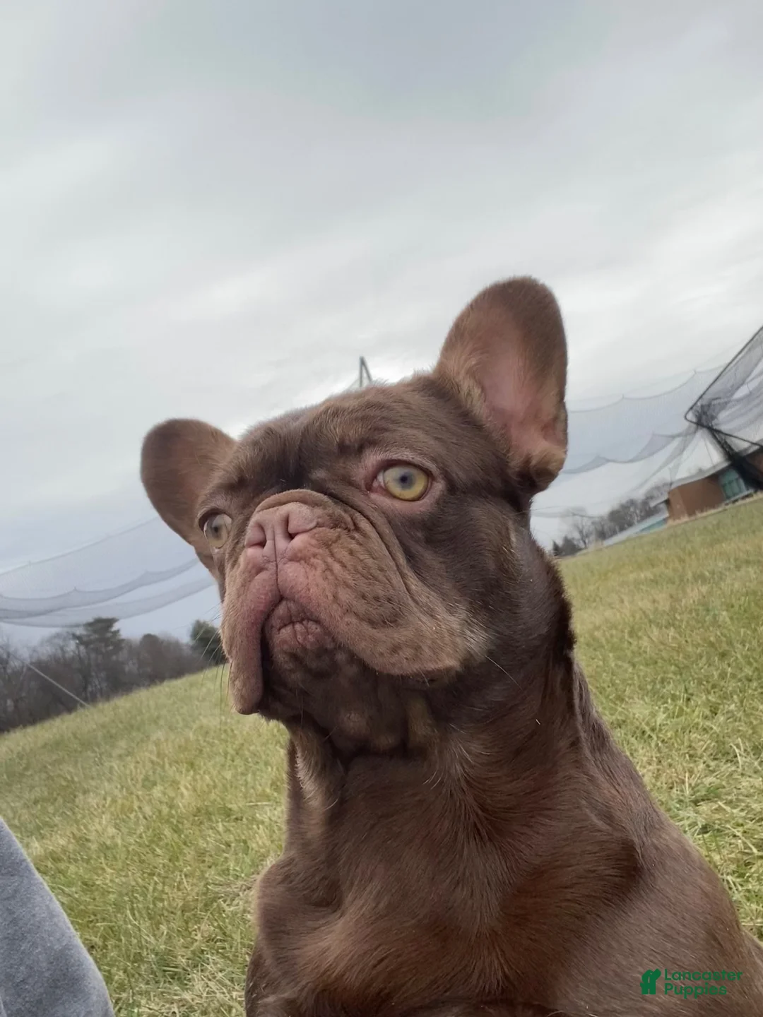 French Bulldog dogs for sale: French Bulldog  - Ad 1