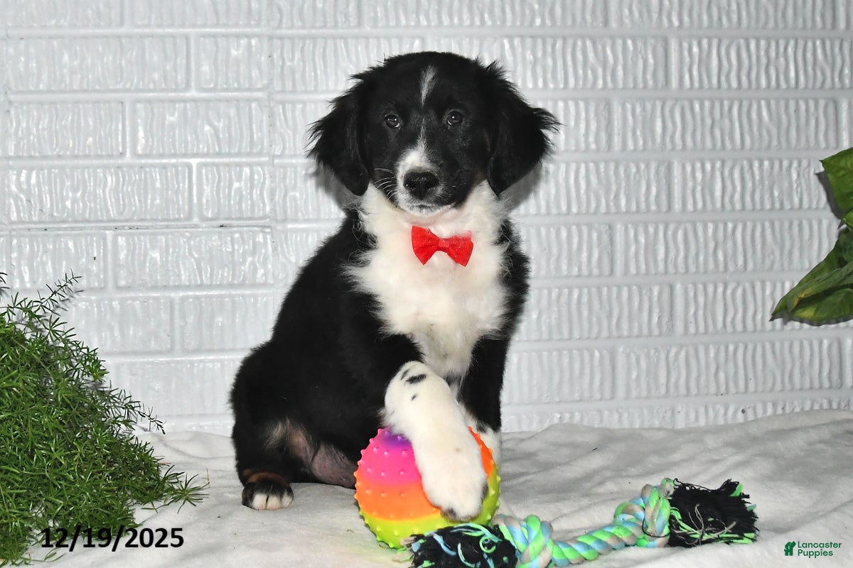 Australian Shepherd dogs Dakota - Ad 10