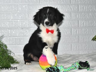 Australian Shepherd dogs Dakota - Ad 10