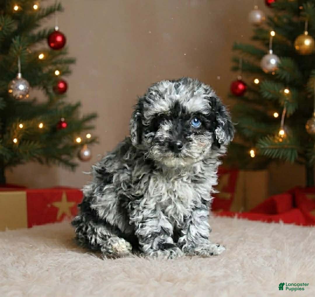 Toy Poodle dogs Bubbles - Ad 42