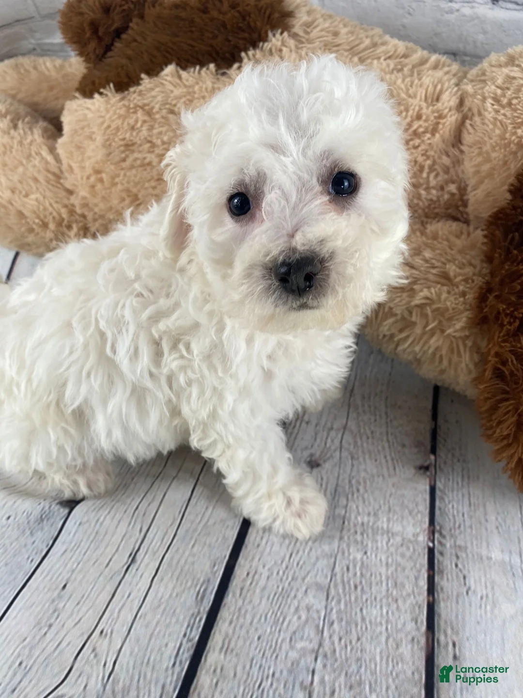 Bichon Frise dogs for sale: Rosie - Ad 3
