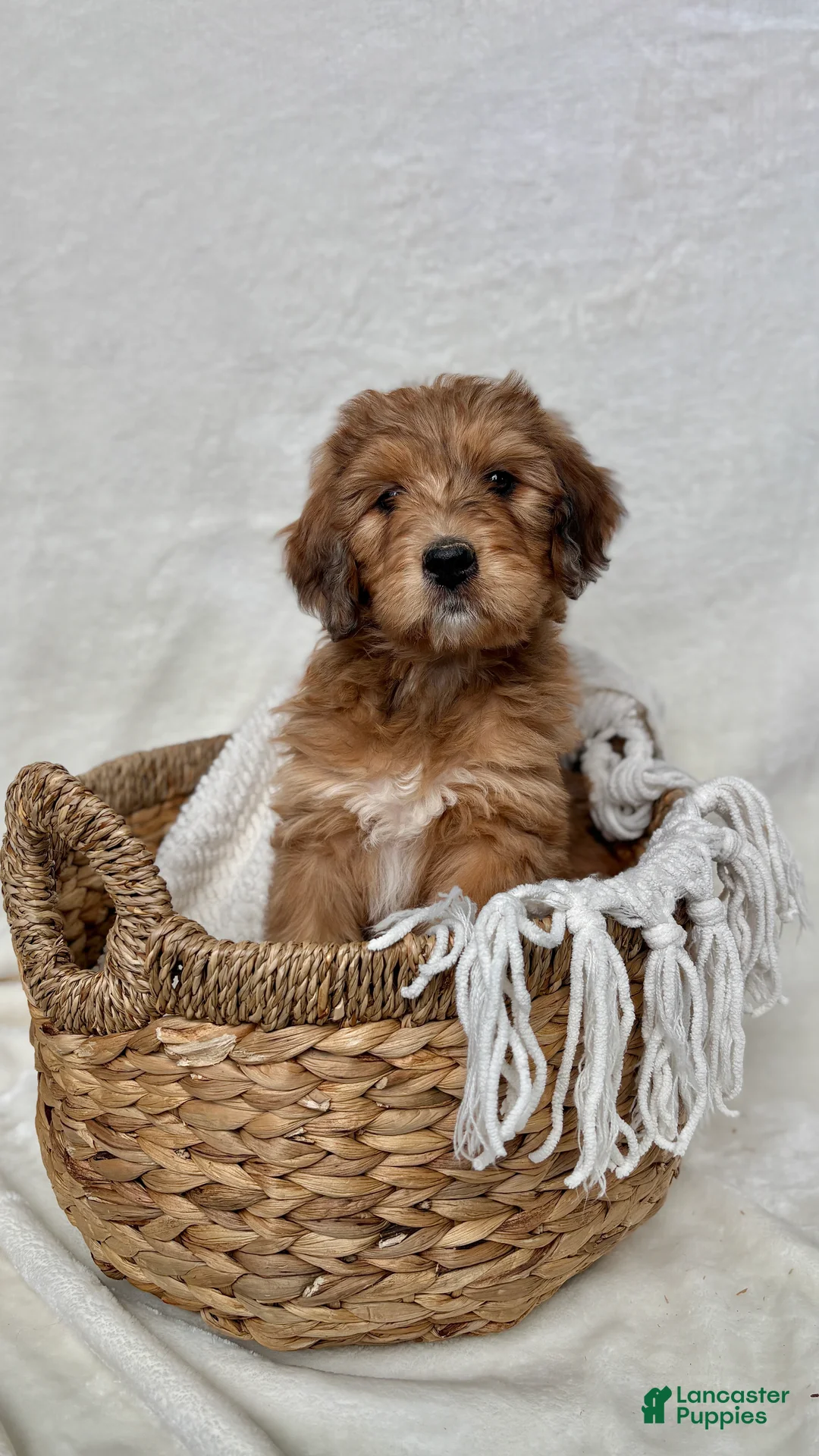 Bernedoodle dogs for sale: Coco - Ad 2