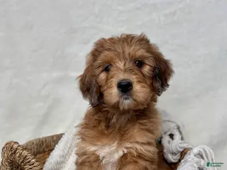 Bernedoodle dogs Coco - Ad 35
