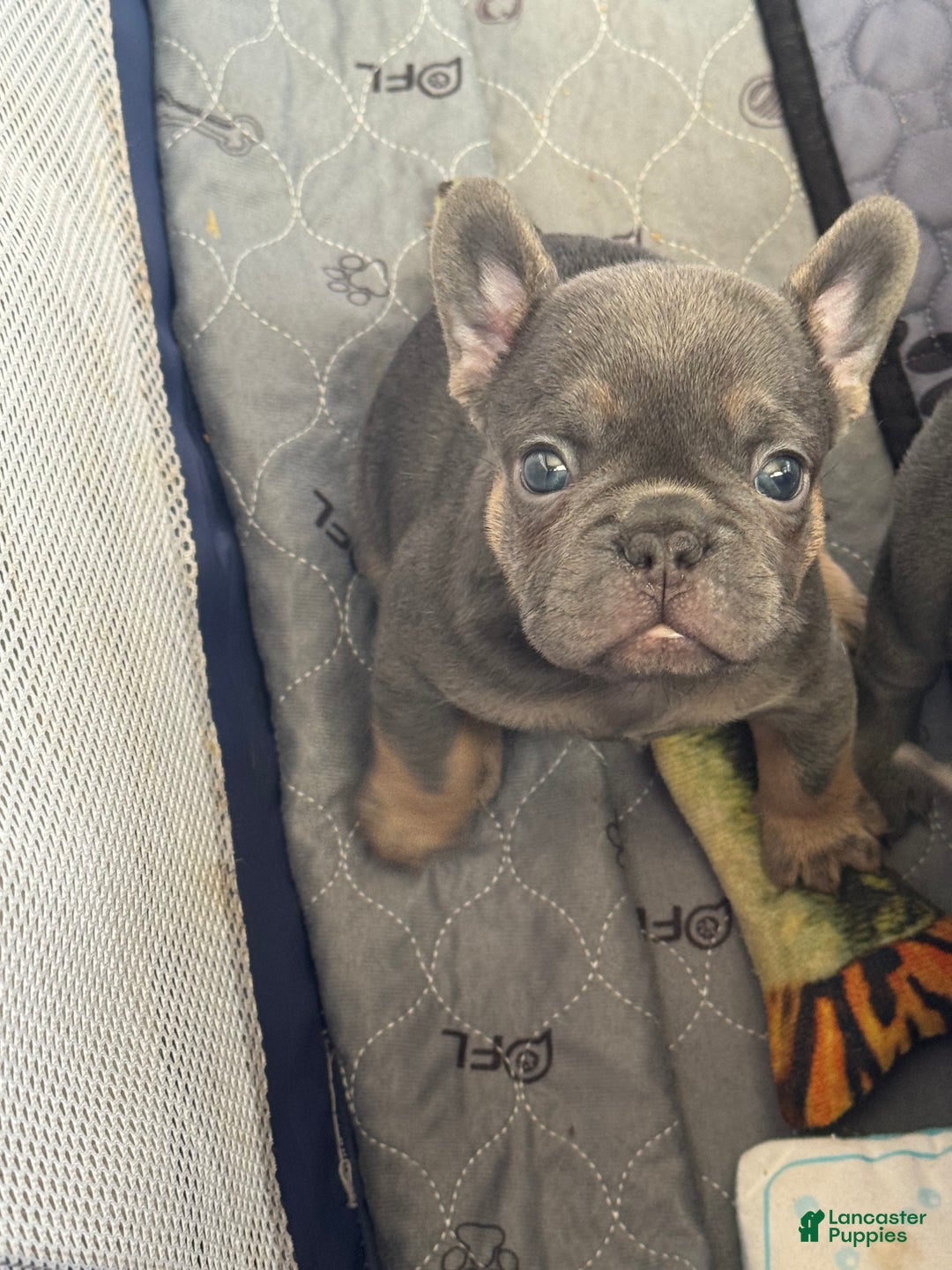 French Bulldog dogs for sale: French Bulldog Puppy 1 - Ad 3