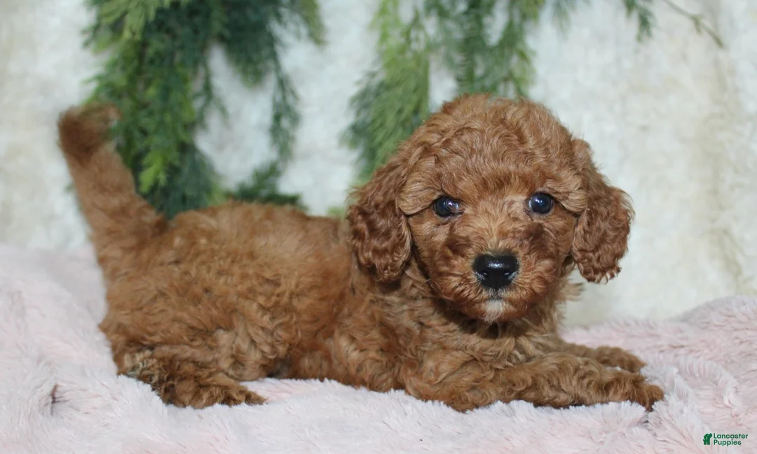 Cavapoo dogs for sale: Cavapoo 5 - Ad 2