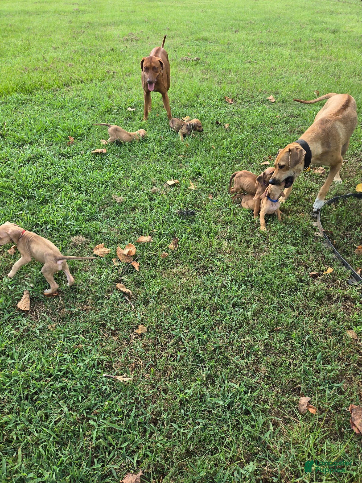 Rhodesian Ridgeback dogs Red Girl  - Ad 2