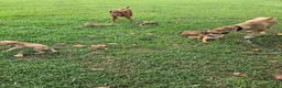 Rhodesian Ridgeback dogs for sale: Pink Girl - Ad 5