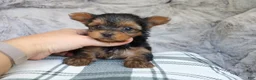 Yorkshire Terrier dogs for sale: Maddie - Ad 9