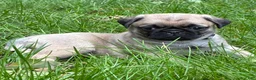 Pug dogs for sale: Remmy - Ad 5