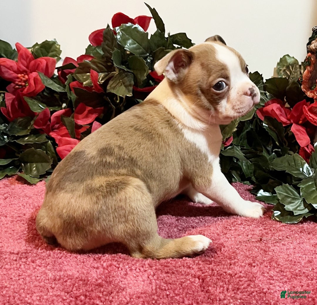 Boston Terrier dogs for sale: Lady - Ad 3