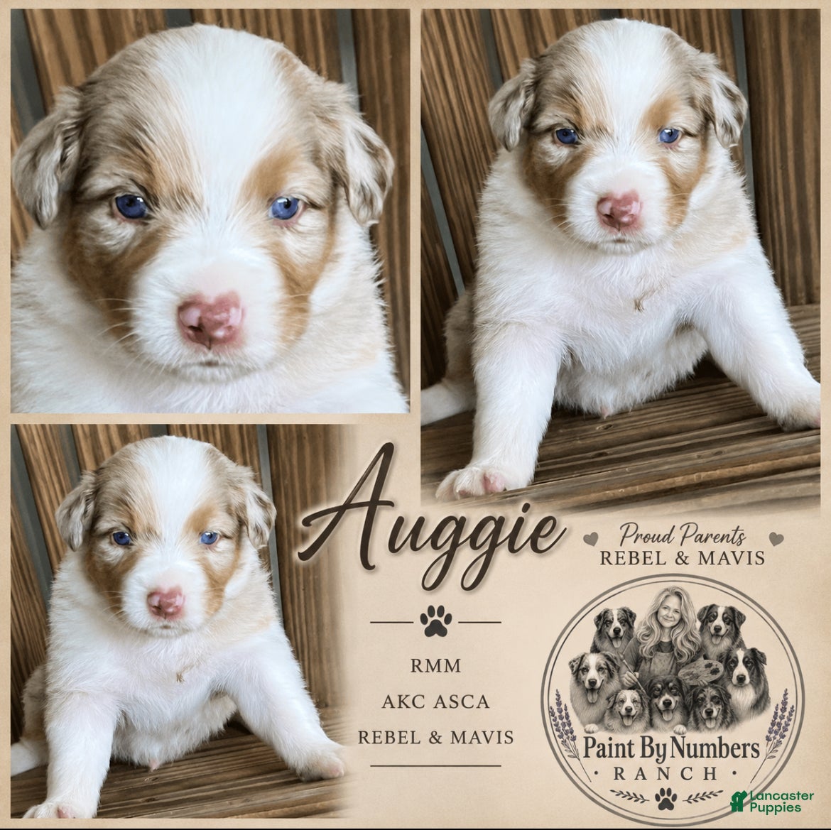 Australian Shepherd dogs Auggie - Ad 6