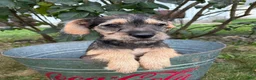 Schnoodle dogs for sale: Tilly - Ad 4