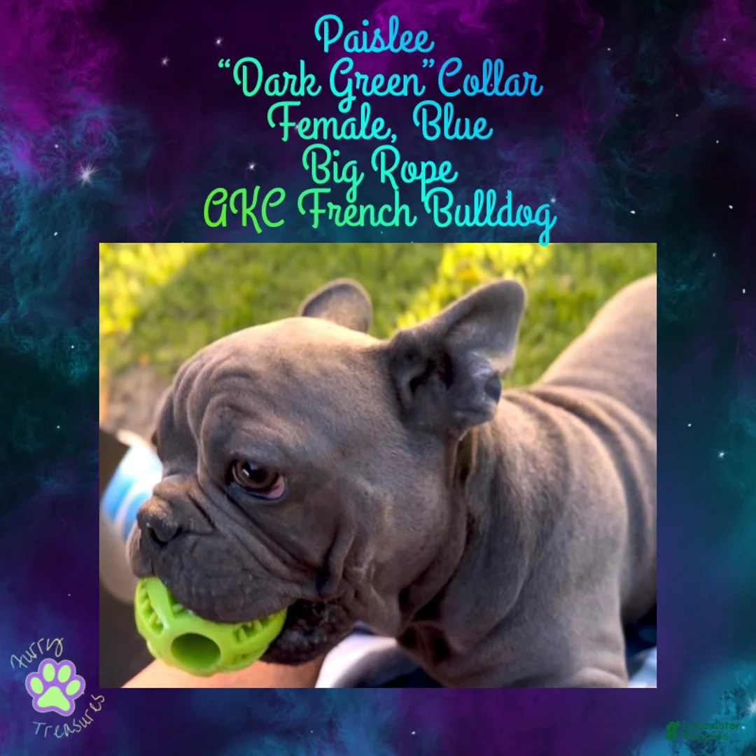 French Bulldog dogs for sale: Paislee “Dark Green”Collar, Female  - Ad 2