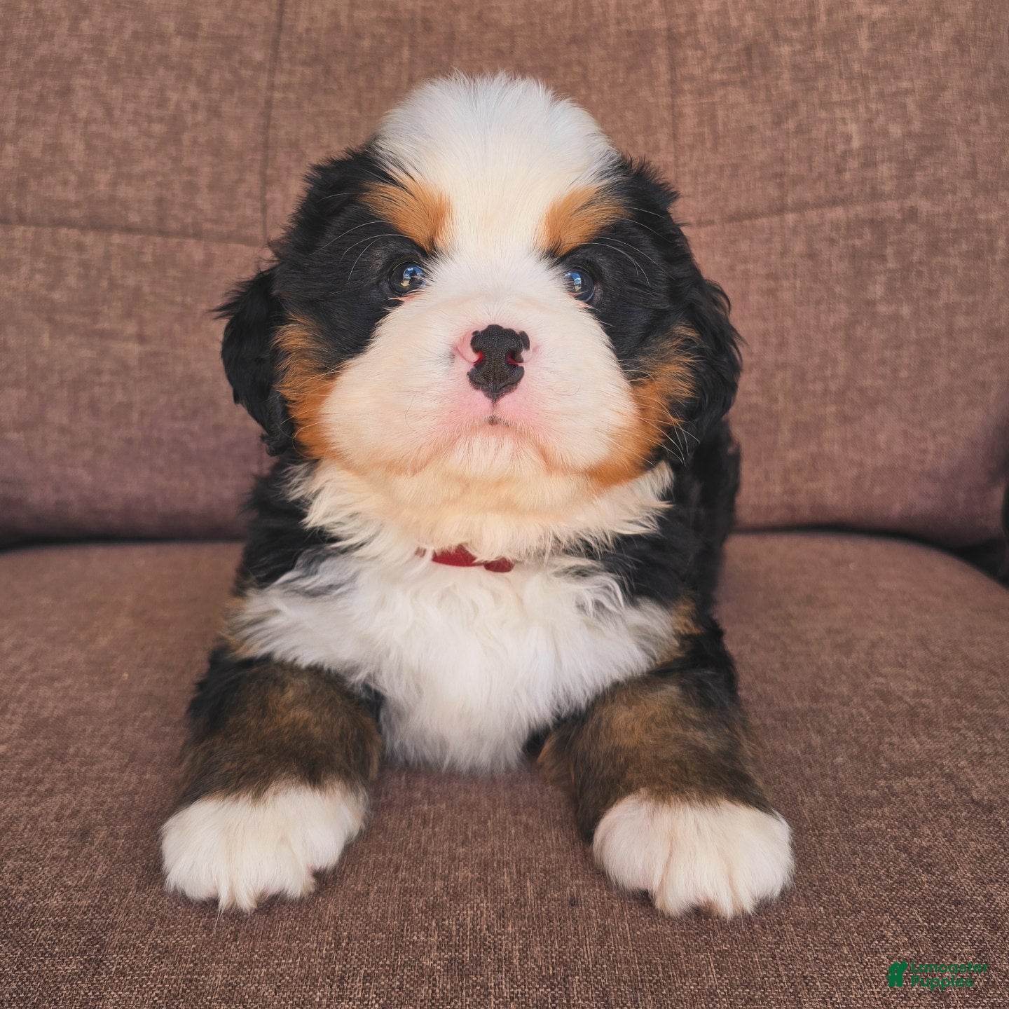 Miniature Bernese Mountain Dog dogs Gimlet [Reserved] - Ad 1
