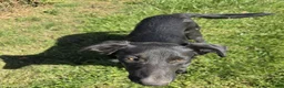 Border Collie dogs for sale: Mona - Ad 5