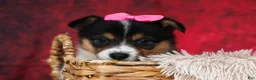 Welsh Corgi Pembroke dogs for sale: Annabelle🎀 - Ad 10