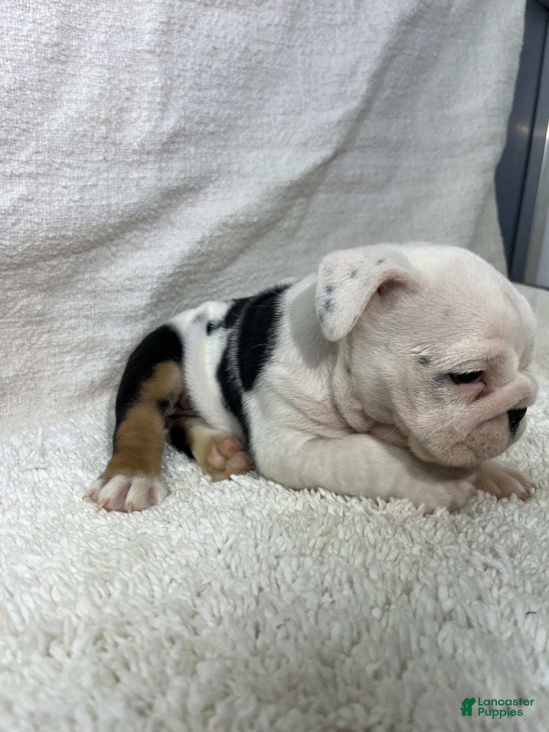 English Bulldog dogs for sale: Ava - Ad 6