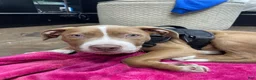American Bully dogs for sale: American Bully 1 - Ad 1
