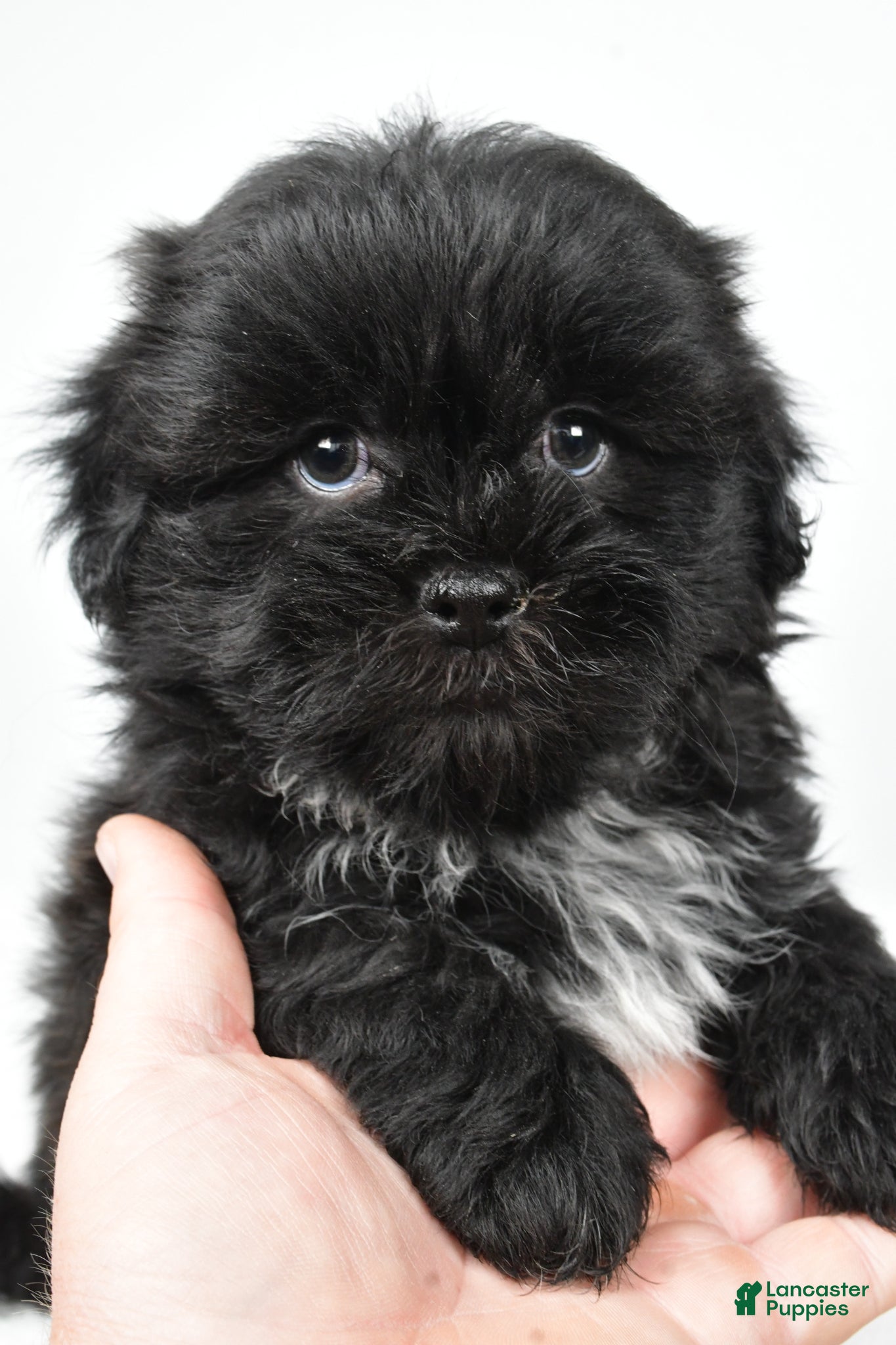 Teddy Bear dogs Duke - Ad 1