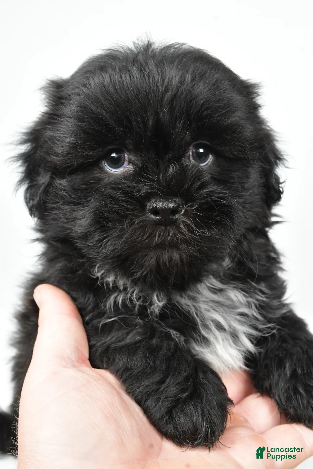 Teddy Bear dogs for sale: Duke - Ad 1