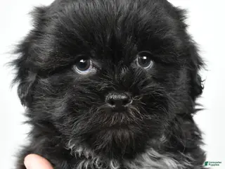 Teddy Bear dogs for sale: Duke - Ad 4