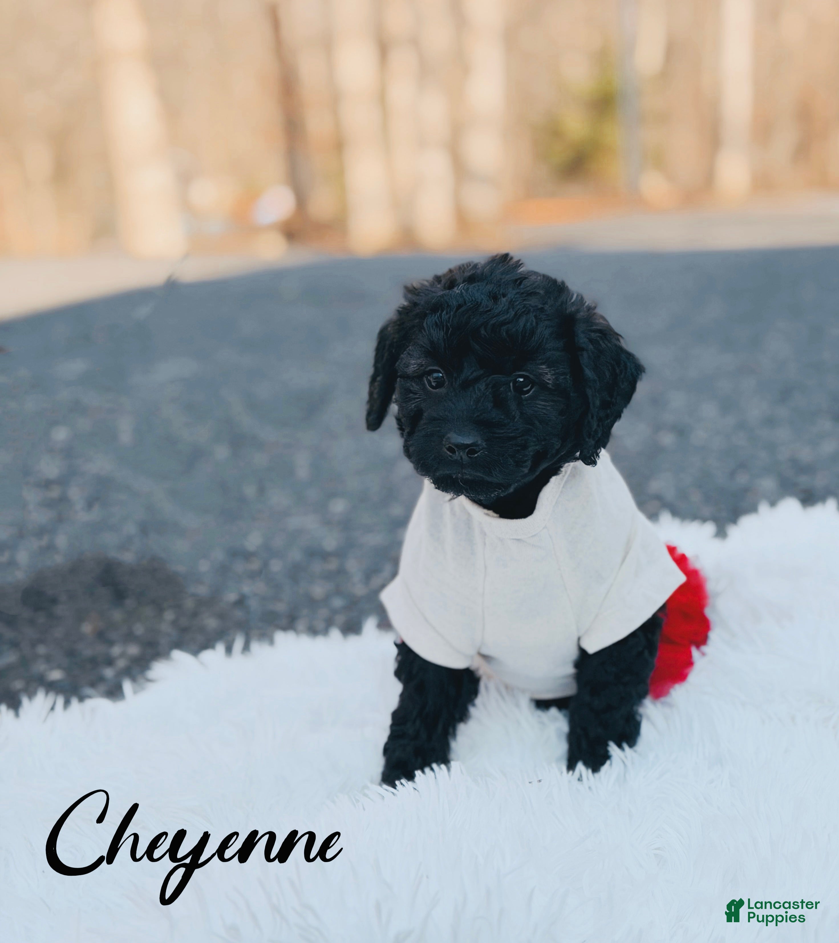 Mini Goldendoodle dogs Cheyenne - Ad 2