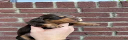 Miniature Dachshund dogs for sale: Jake LH  - Ad 3