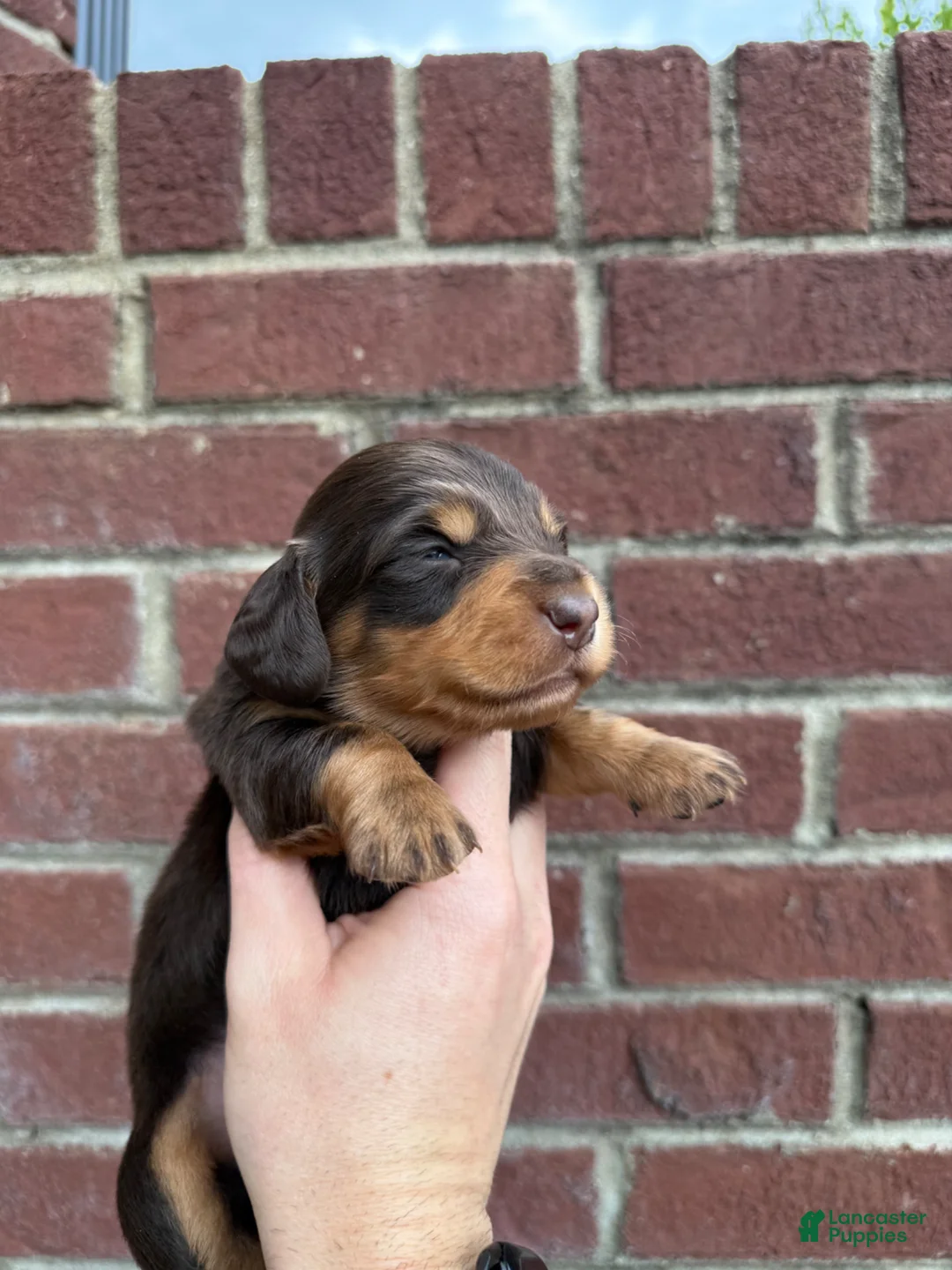 Miniature Dachshund dogs for sale: Jake LH  - Ad 3